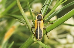 Chauliognathus opacus