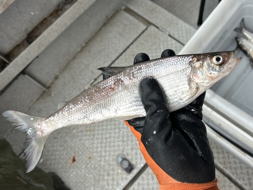 Bloater (Coregonus hoyi) — Salmonidae — 4
