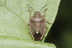 Moromorpha tetra