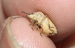 Moromorpha tetra