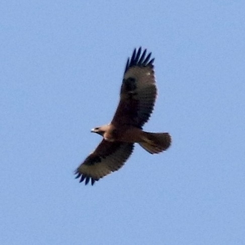 Bonelli's Eagle