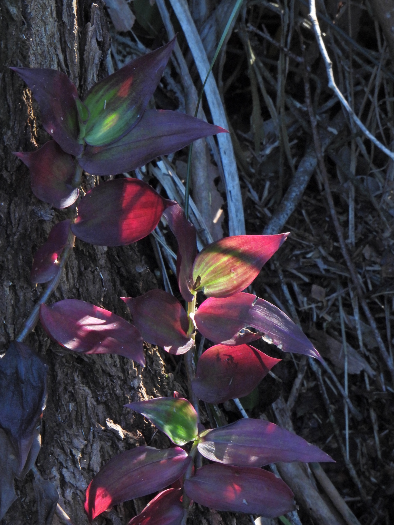 Tradescantia zebrina