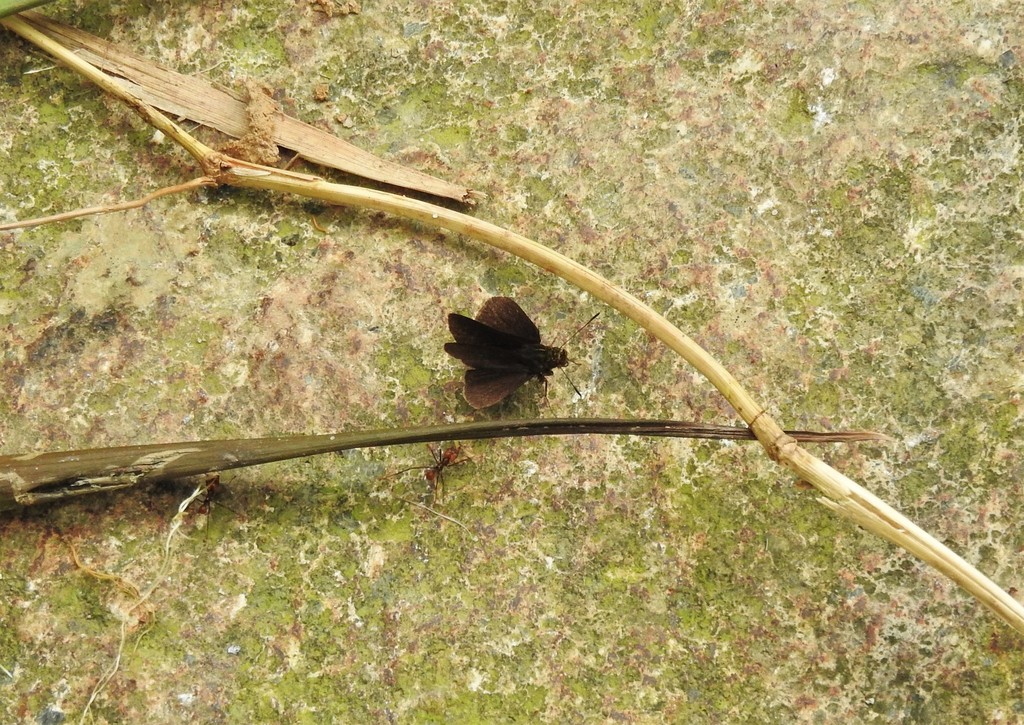 Mnasitheus nitra