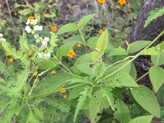 Cyclanthera dissecta
