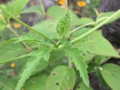 Cyclanthera dissecta