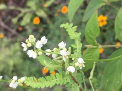 Cyclanthera dissecta