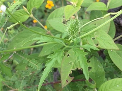 Cyclanthera dissecta