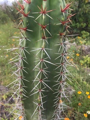 Pachycereus
