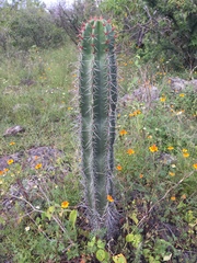 Pachycereus