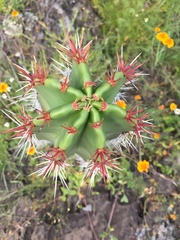 Pachycereus