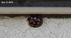 Aiolocaria hexaspilota