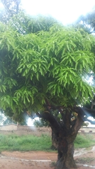 Mangifera indica