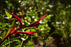 Tillandsia leiboldiana