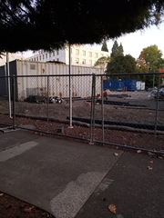 Oryctolagus cuniculus