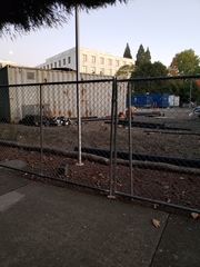 Oryctolagus cuniculus