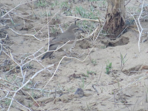 Patagonian Forest Earthcreeper (Upucerthia saturatior), photo 9