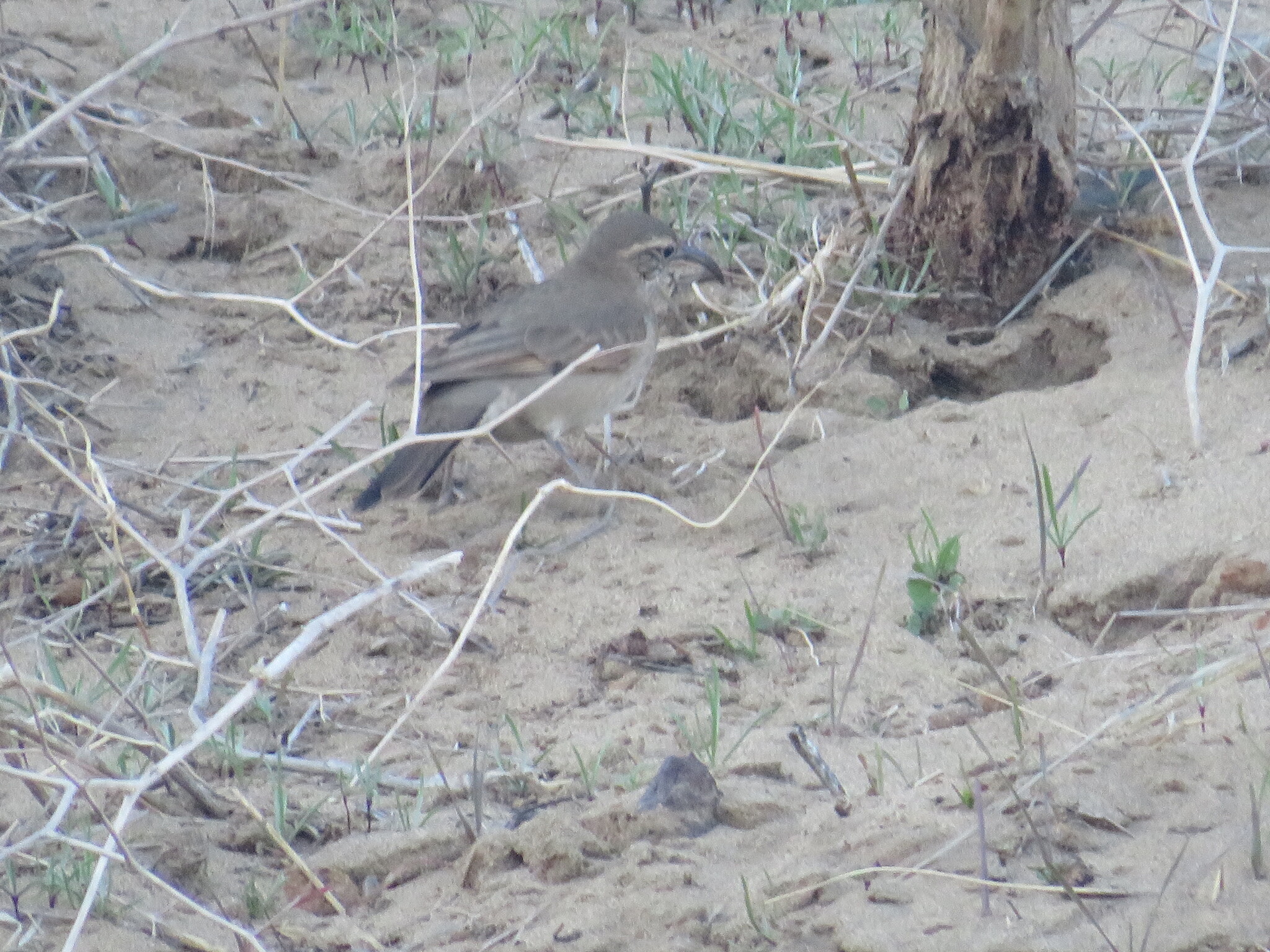 Patagonian Forest Earthcreeper (Upucerthia saturatior), photo 3