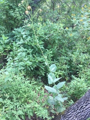 Roldana sessilifolia