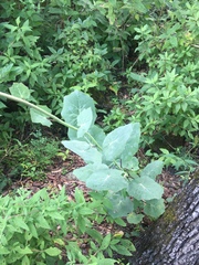 Roldana sessilifolia