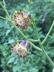 Roldana sessilifolia