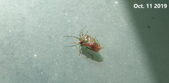 Acanthosoma spinicolle