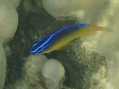 Pomacentrinae