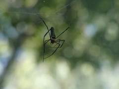 Nephila pilipes