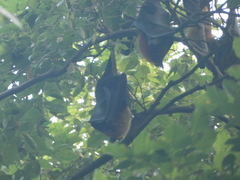 Pteropus giganteus