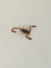 Smeringurus vachoni
