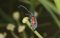 Tetraopes discoideus