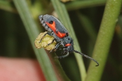 Tetraopes discoideus