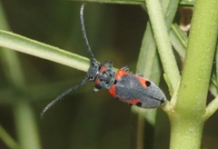Tetraopes discoideus