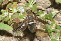 Exoprosopa rostrifera