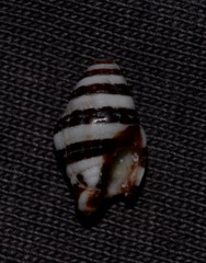 Engina zonalis