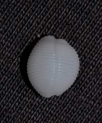 Cleotrivia globosa