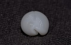 Cleotrivia globosa