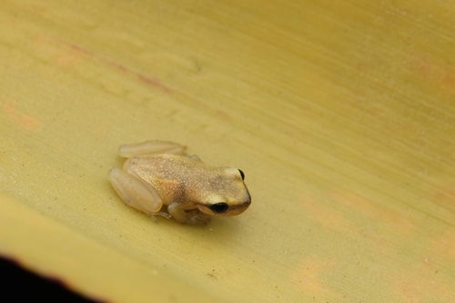 Bananeiras Heart-tongued Frog, Phyllodytes gyrinaethes
