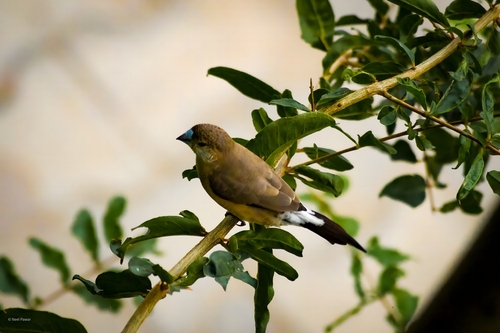 Capucin bec-de-plomb