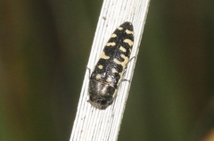 Acmaeodera solitaria