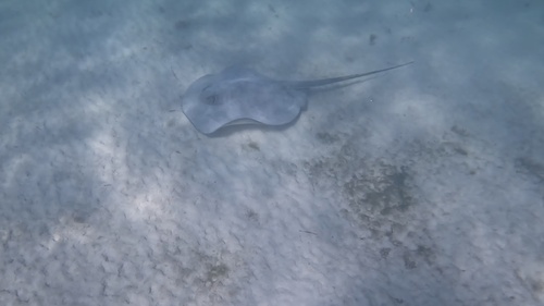Caribbean Whiptail Stingray, Caleta Xel-Ha, Cozumel, Q. Roo., MX, photo 9 of 10