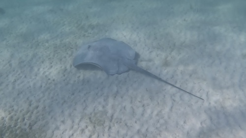 Chupare stingray (Himantura schmardae) — Dasyatidae — 4