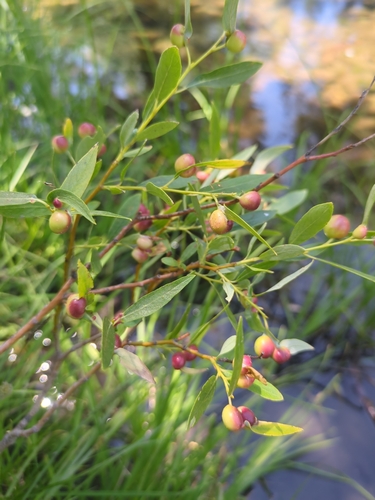 iNaturalist observation photo of Willow Apple Gall Sawfly