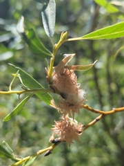Salix lemmonii