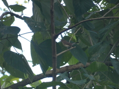 Ficedula albicilla