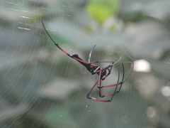 Nephila kuhli