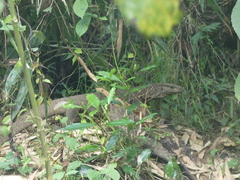 Varanus bengalensis