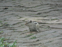 Funambulus pennantii