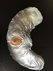 Alsomitra macrocarpa