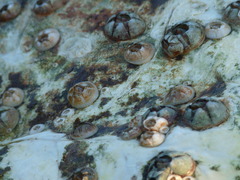 Chelonibia testudinaria