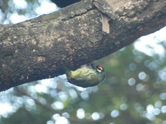 Psilopogon haemacephalus